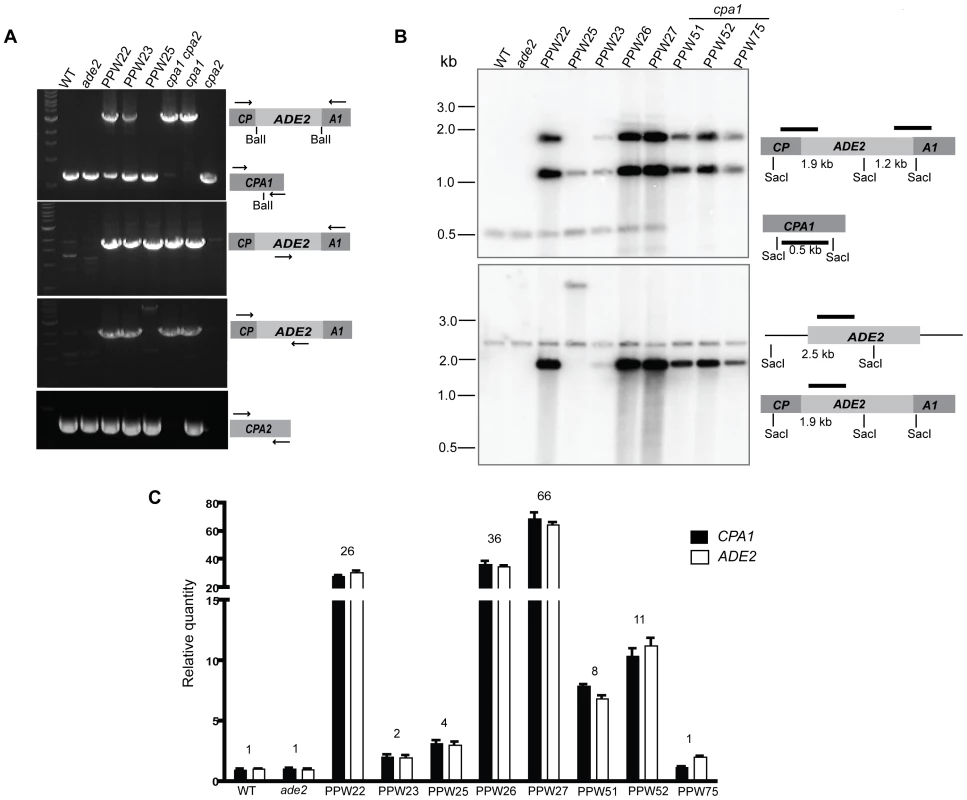 The <i>cpa1::ADE2</i> transgenes are ectopically integrated into the genome of the transformed strains in different copy numbers.