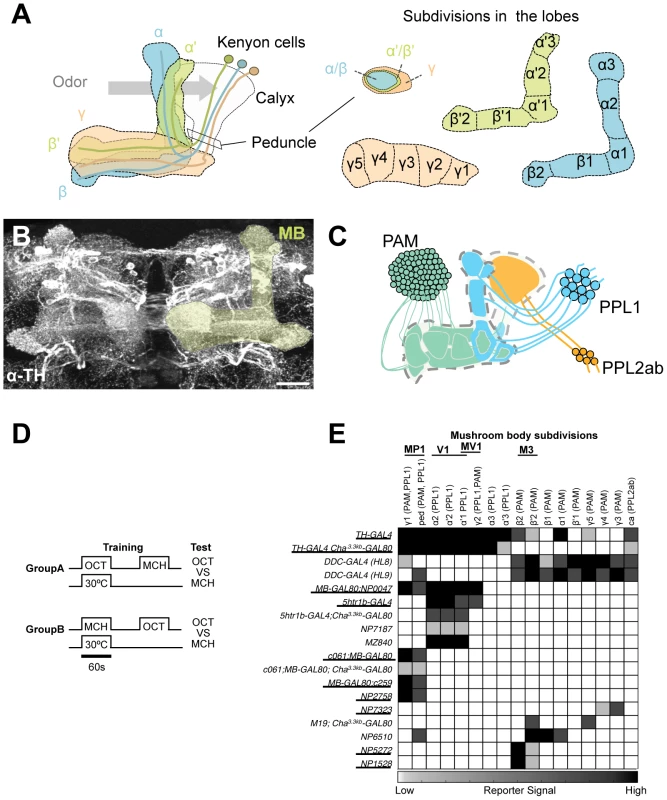 GAL4 drivers for dopaminergic neurons that project to the mushroom body.