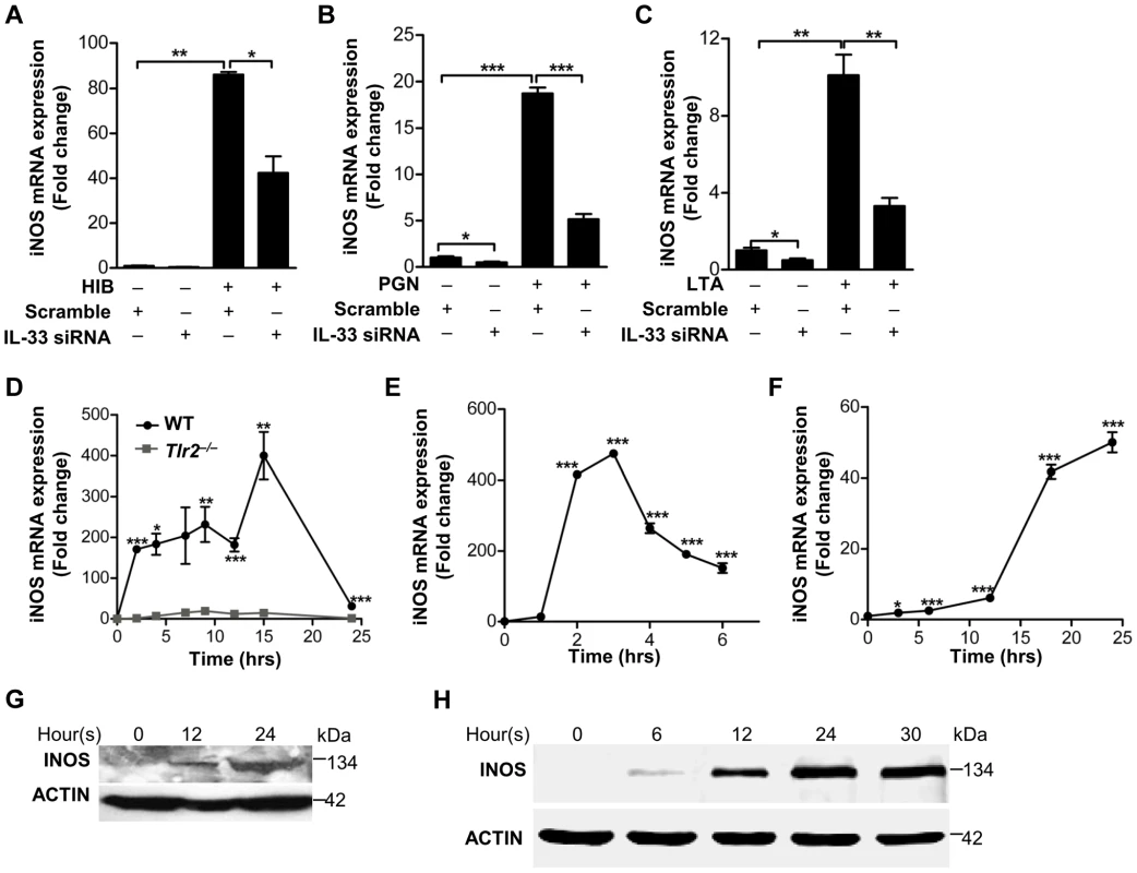 IL-33 induces iNOS in macrophages.