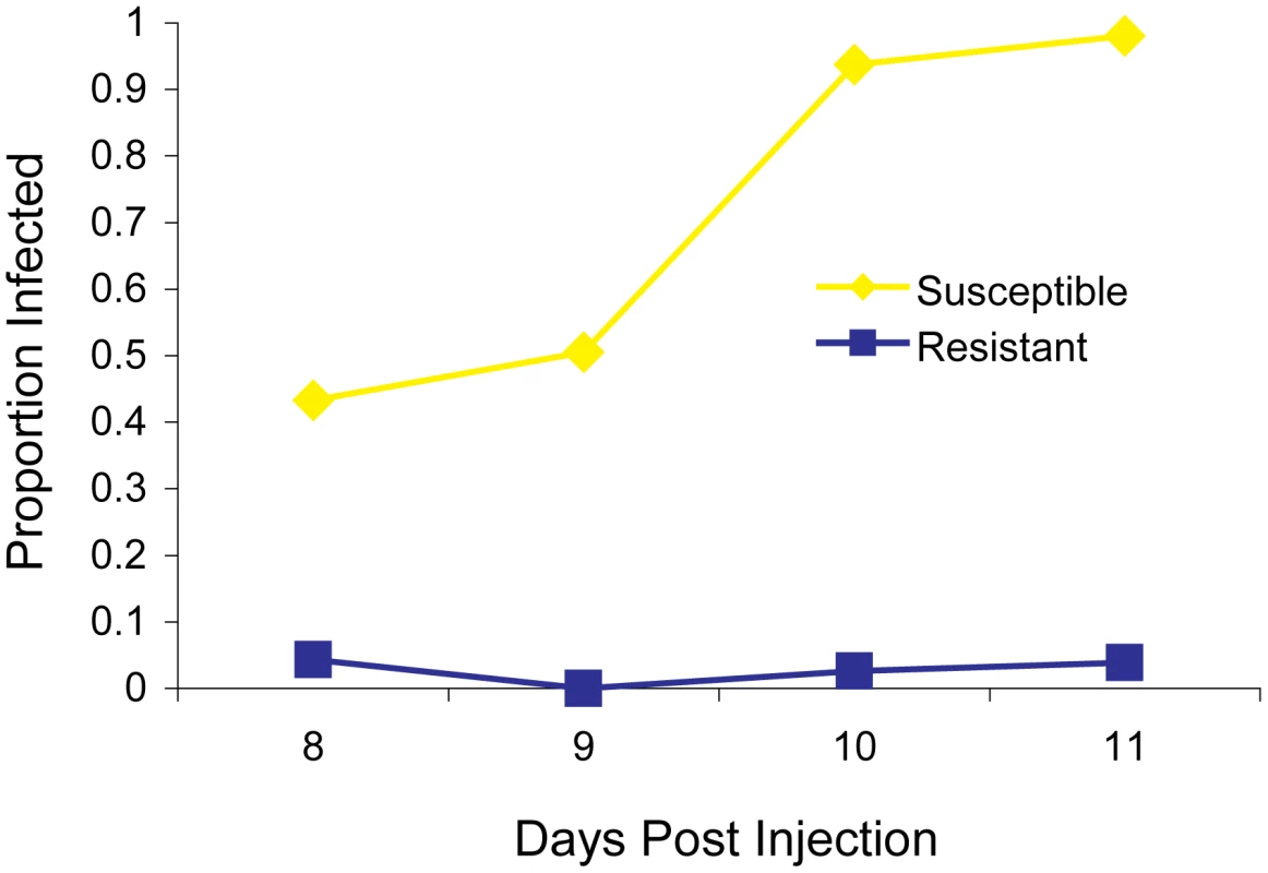 The infection rate of resistant and susceptible flies.