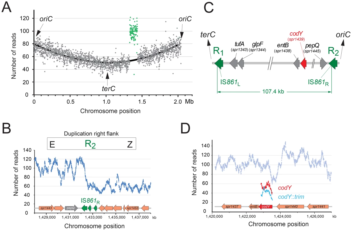 R2597 harbors a duplication of the <i>codY</i> chromosomal region.