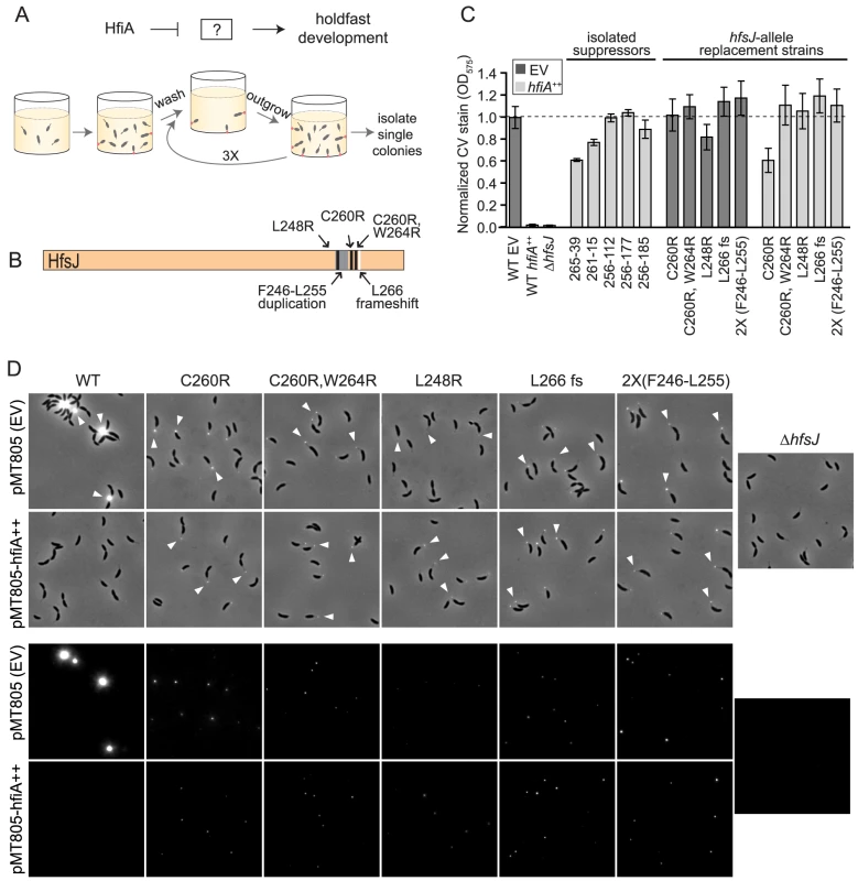 HfiA suppressor screen identifies a novel holdfast synthesis gene, <i>hfsJ</i>.