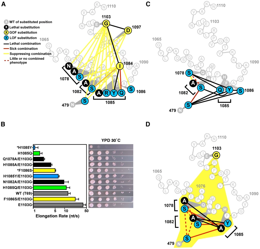 Combination of TL substitutions alters <i>in vivo</i> growth and <i>in vitro</i> biochemical phenotypes.