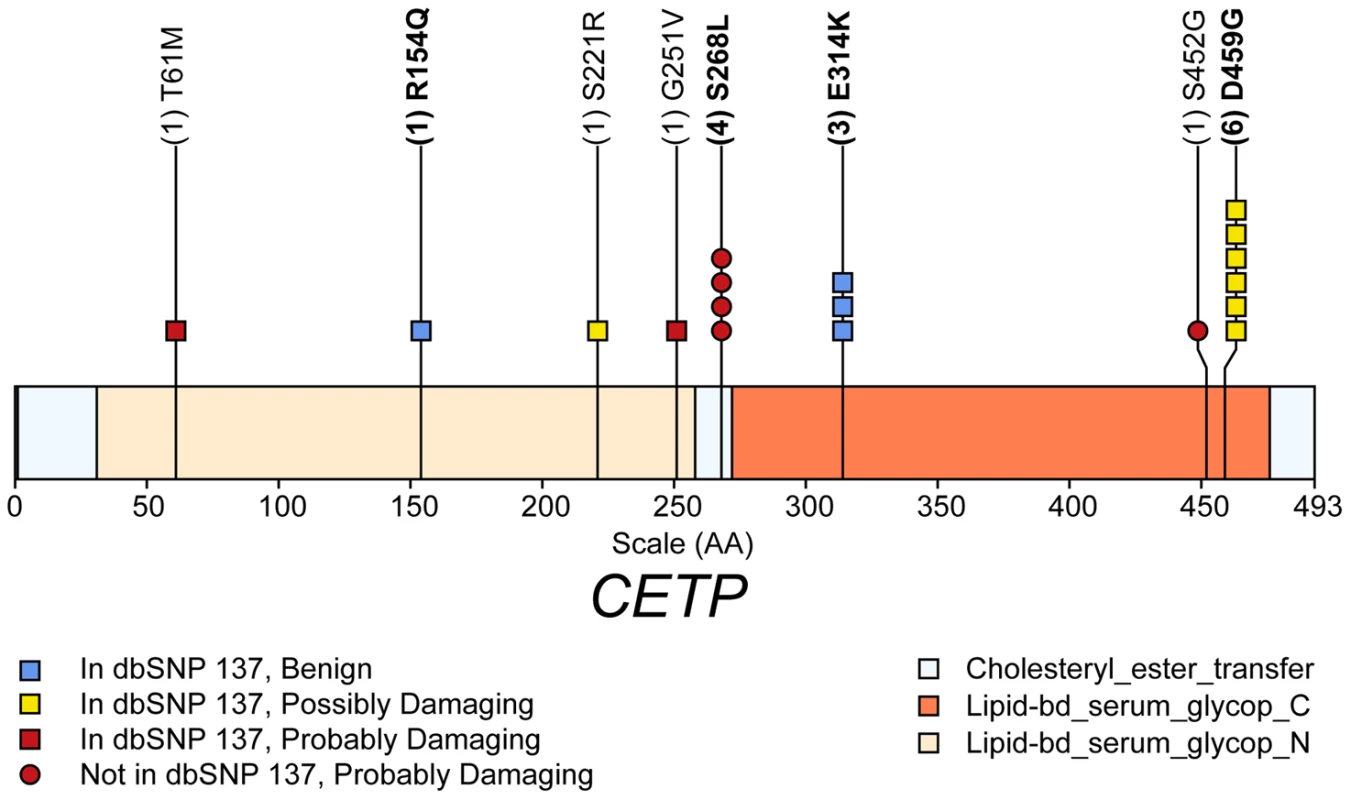 Schematic of rare (MAF<1%) non-synonymous variants used in the gene-level test HDL-C in gene <i>CETP</i>.