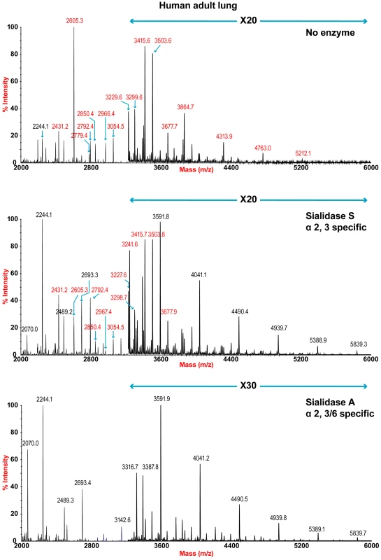 N-glycan profile of lung following sialidase treatment.