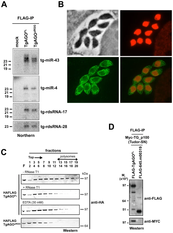 Small RNA loading, sub-cellular localization and polysome association of <i>Tg</i>-AGO.