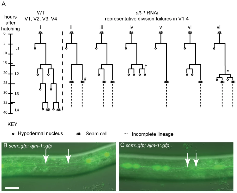 Reduction of <i>elt-1</i> function causes V lineage division defects.