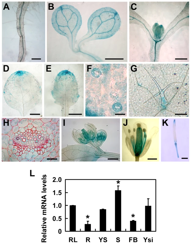 Tissue-specific expression patterns of the <i>TOPP4</i> gene.