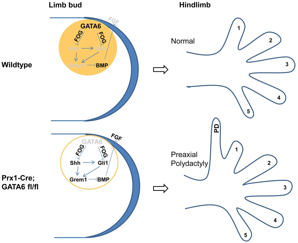 A model for GATA6 action in the anterior region of developing hindlimb buds.