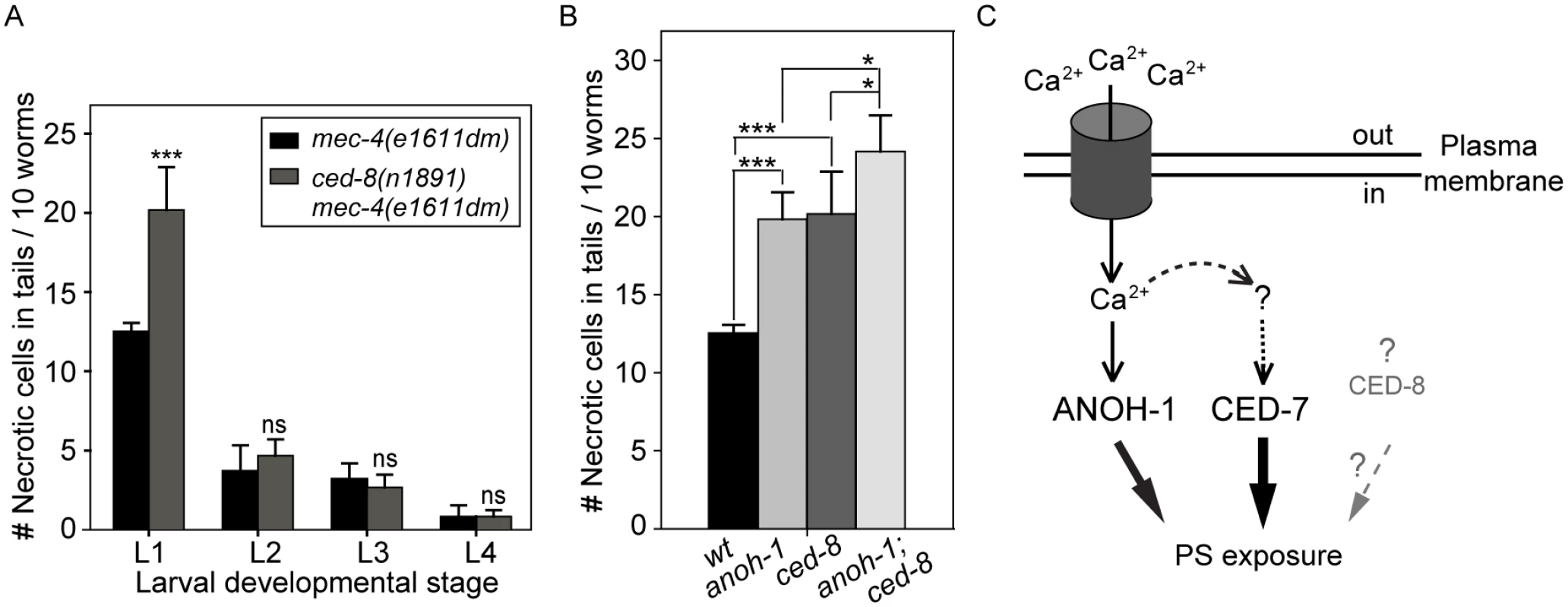 CED-8 contributes to necrotic-cell removal only at the L1 larval stage.