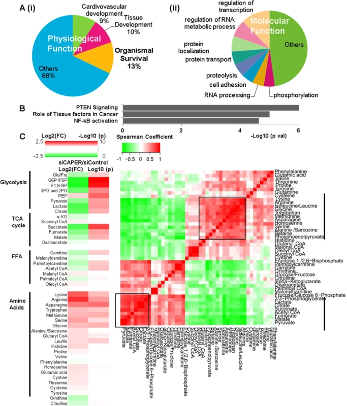 CAPER inhibition reprograms nuclear transcriptomes and metabolomes resembling retrograde responses.