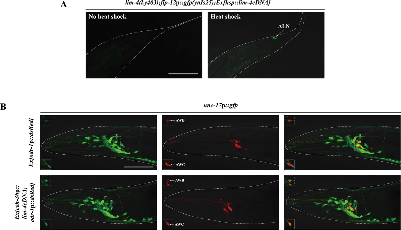 <i>lim-4</i> is sufficient to induce cholinergic or peptidergic marker expression in other cell-types.