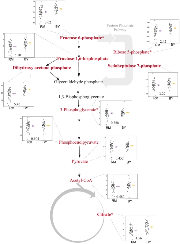 Levels of glycolysis, pentose phosphate pathway and TCA intermediates differ based on the <i>ira2</i> allele inherited.