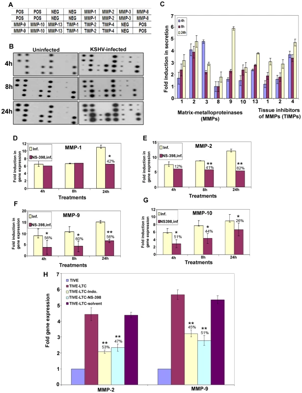 KSHV induced COX-2 regulates MMP gene expression in HMVEC-d as well as latently infected endothelial cells.