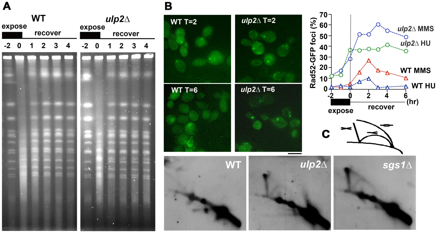 MMS–induced HR in <i>ulp2</i>Δ <b>mutants.</b>