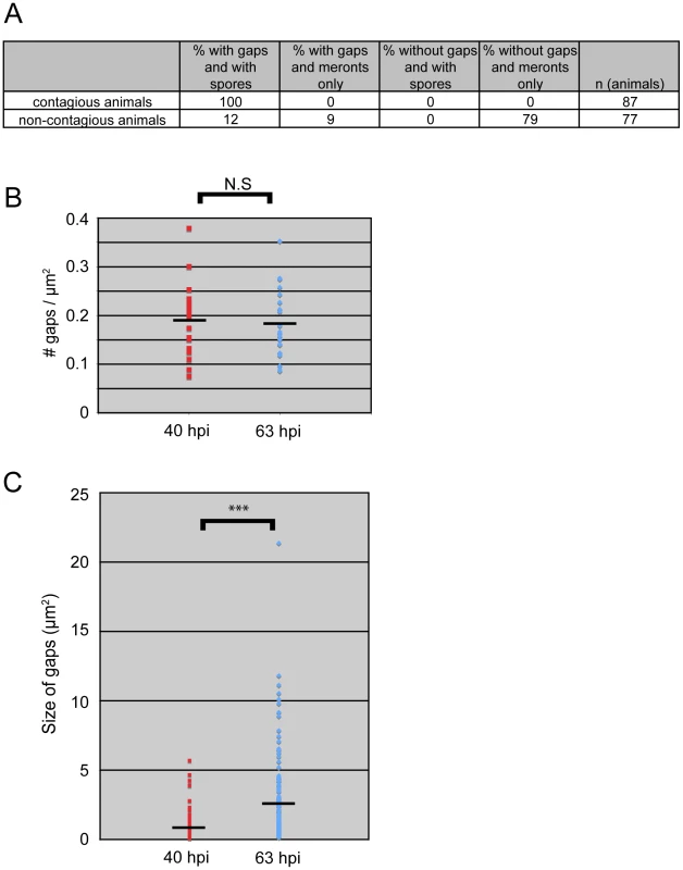 All contagious animals have <i>IFB-2::CFP</i> terminal web gaps, which do not increase in number over time but increase in size.