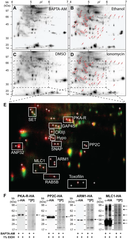 2-DE display of protein phosphorylation events following <i>in vivo</i> stimulation of Ca<sup>2+</sup> pathways in <i>Toxoplasma gondii</i> tachyzoites.