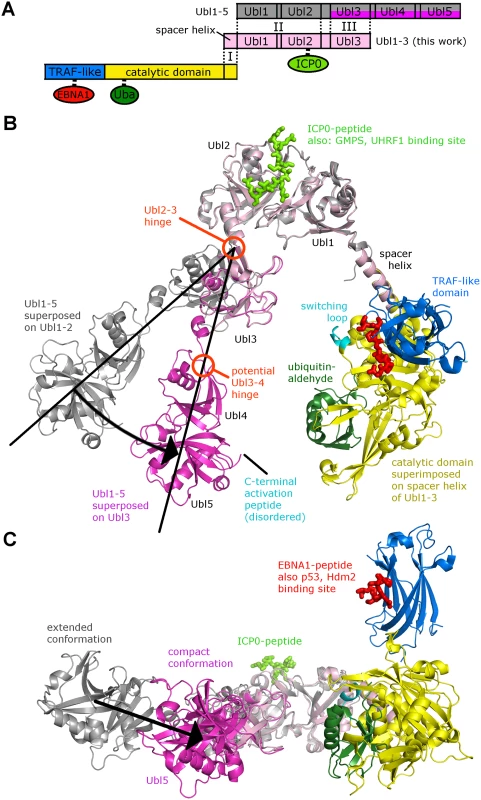 Three-dimensional model of full-length USP7 suggests back folding of Ubl45 onto the CAT domain.