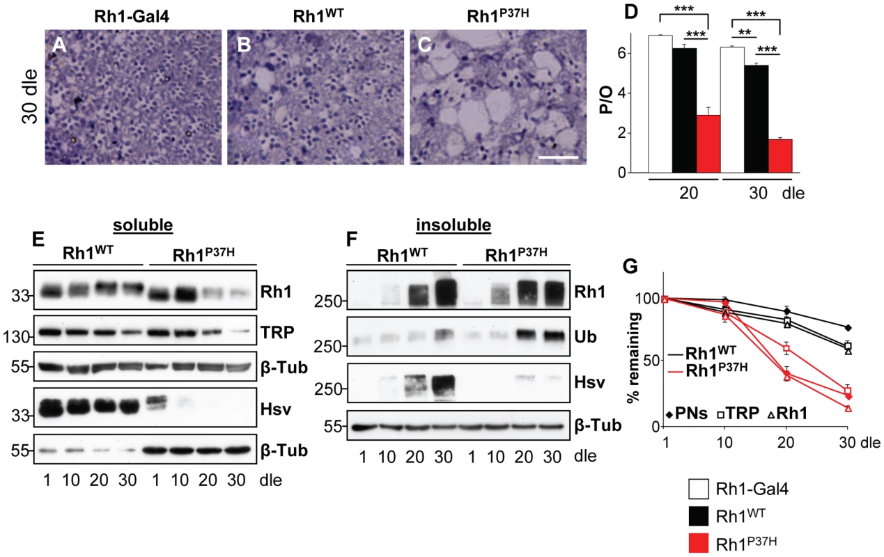 Progressive retinal degeneration and Rh1 loss in <i>Rh1<sup>P37H</sup></i>-expressing flies exposed to light.