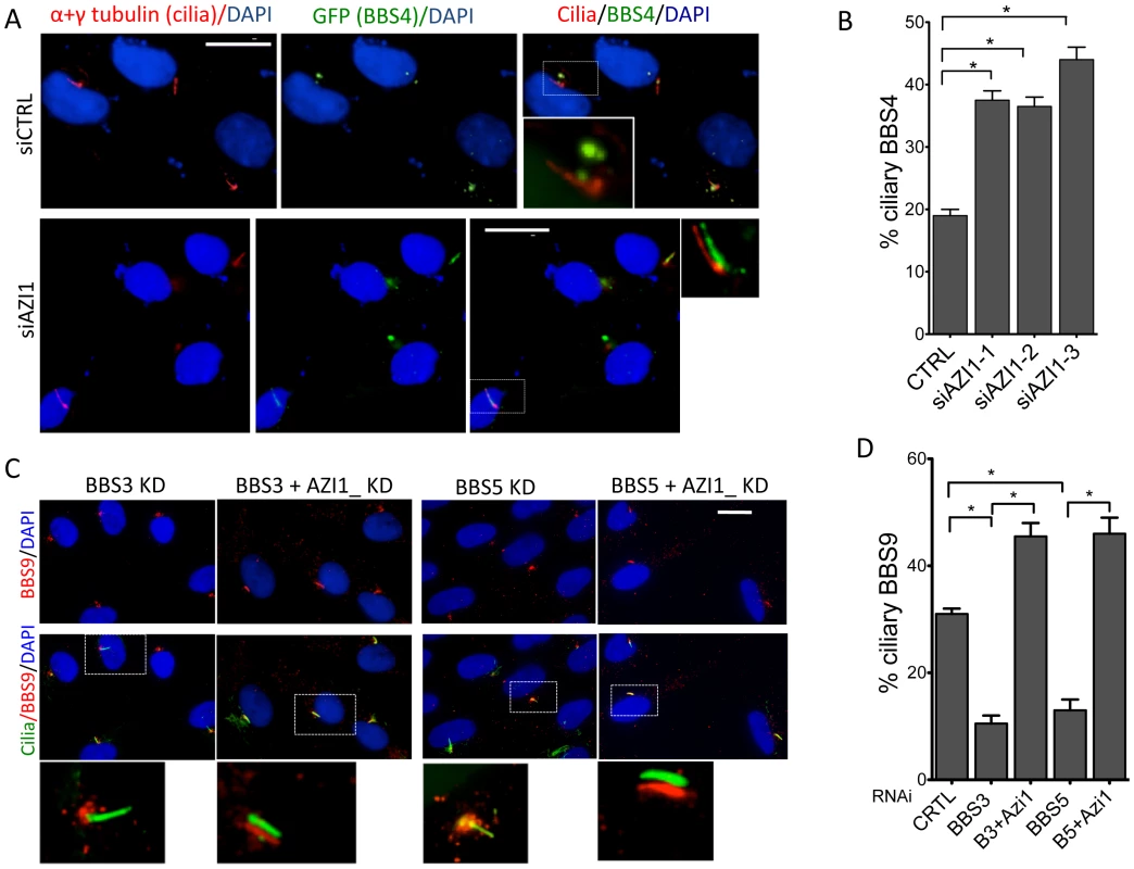 AZI1 knockdown increases ciliary localization of BBS4.