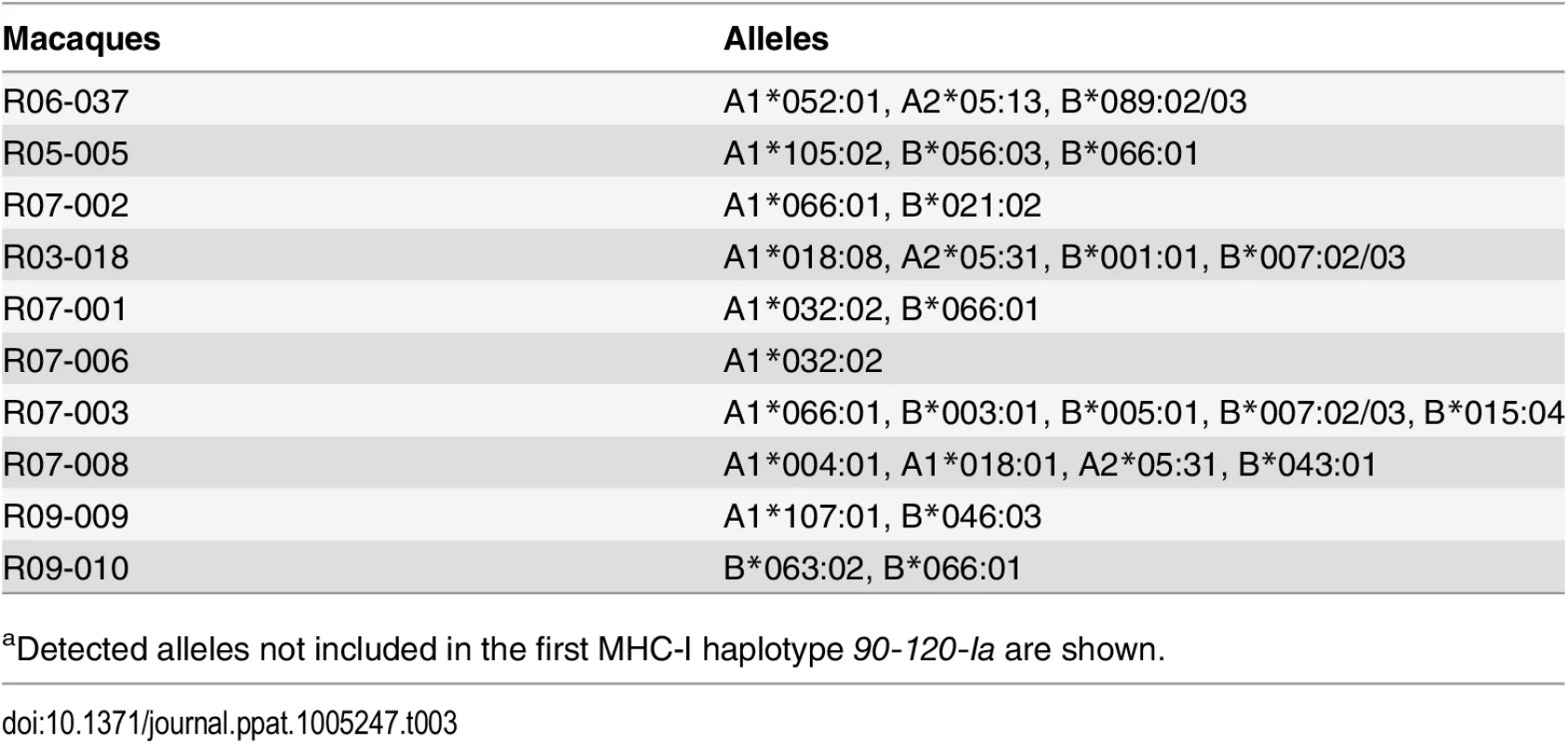 Alleles in the second MHC-I haplotypes in macaques<em class="ref"><sup>a</sup></em>