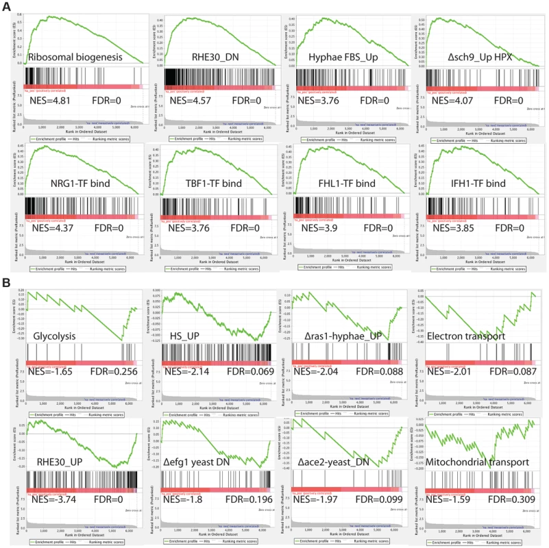 GSEA analysis of the genes differentially expressed in the absence of Med7 in <i>C. albicans</i>.