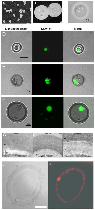 Morphological features of giant cells from infected mice.