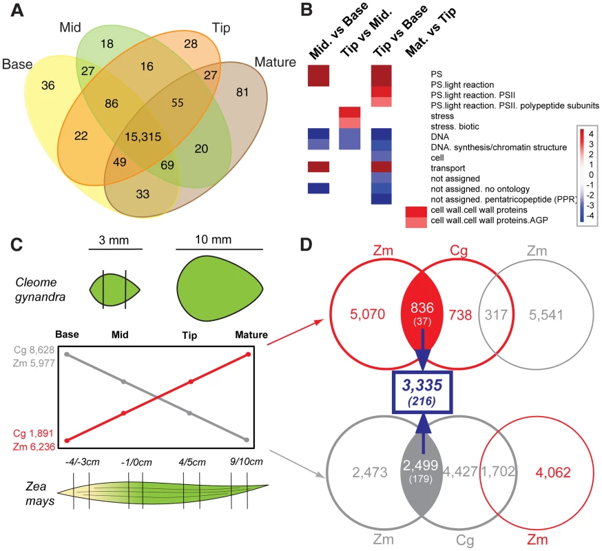 Convergence in patterns of gene expression in leaf gradients of <i>C. gynandra</i> and maize.