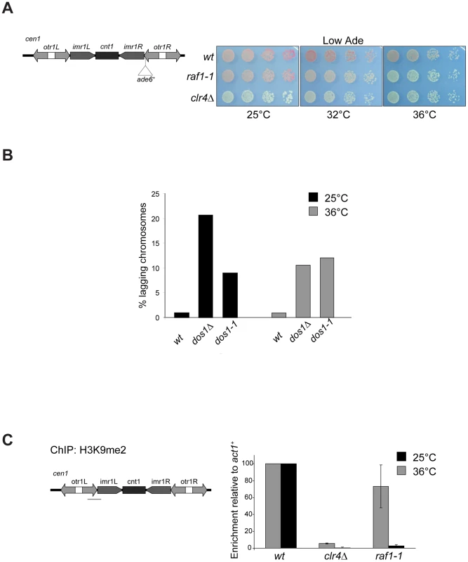 <i>raf1-1</i> conditionally disrupts heterochromatin.