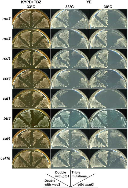 Synergistic effects of CCR4-NOT mutants on the <i>gtb1 mad2</i> double mutant.