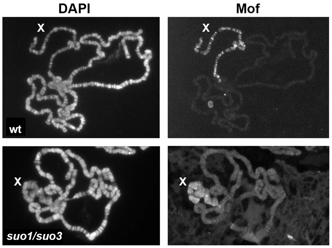 The X chromosome of polytene nuclei from <i>Top2</i> mutant males binds Mof.
