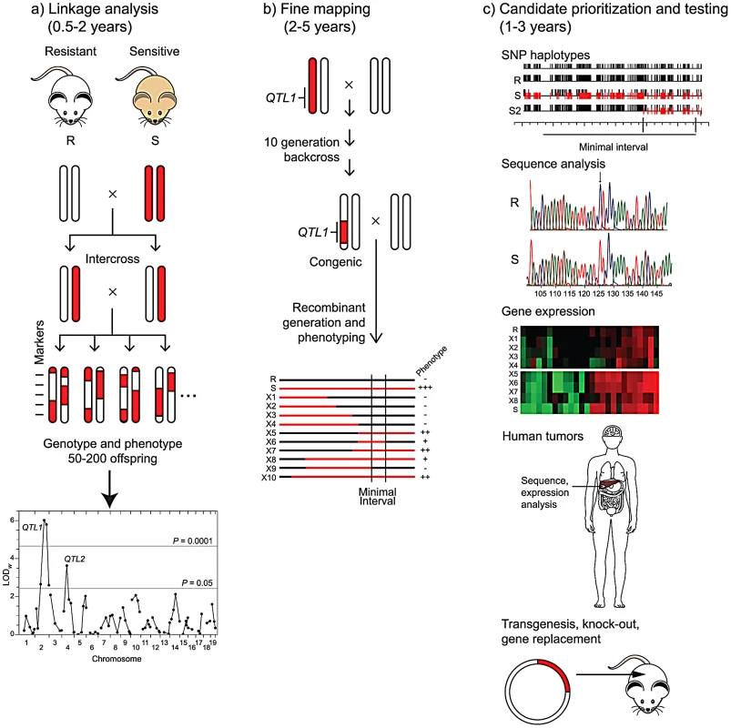 From QTL to causative gene.