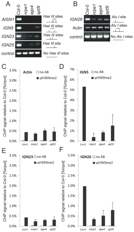 Both SPT5L and AGO4 are required for silencing at certain loci.