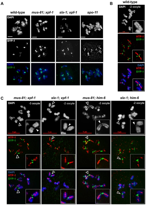 CO initiation but not CO completion is required for the reciprocal localization of HTP-1/2 and SYP-1 in diakinesis.