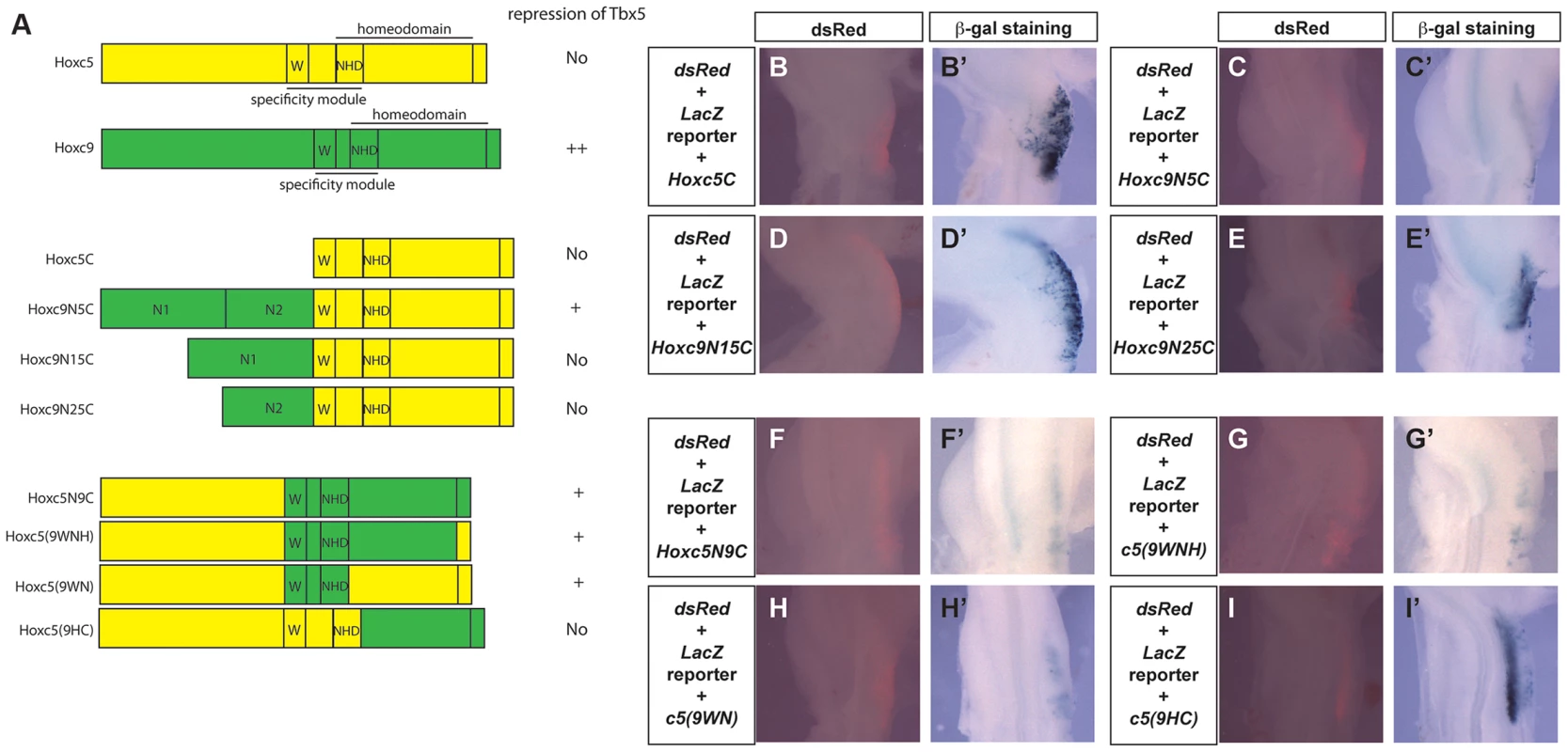 Functional mapping of the Hoxc9 repressor domains.
