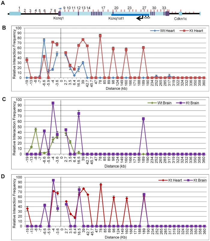 Chromosome conformation capture (3C) in the <i>K-term</i> mouse.