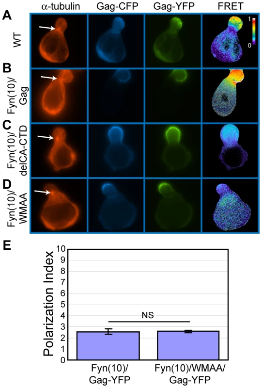 CA-mediated dimerization is not required for Gag localization to the uropod.