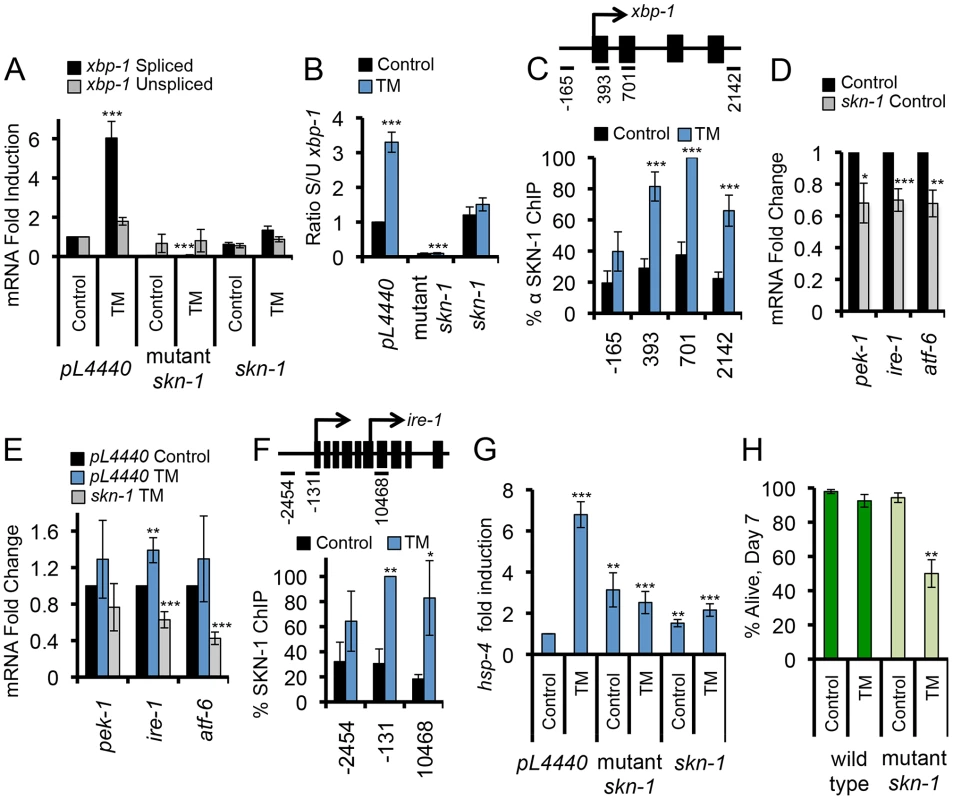 SKN-1 regulates core UPR genes.