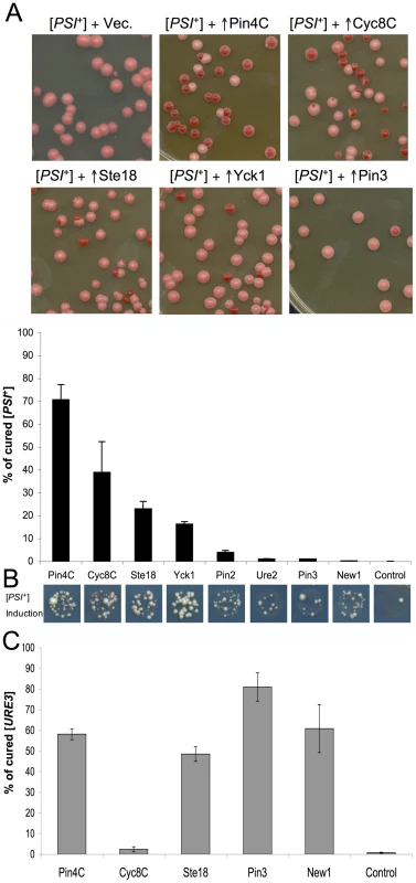 High copy plasmids that enhance induction of [<i>PSI</i><sup>+</sup>] also cure pre-existing [<i>PSI</i><sup>+</sup>] and [<i>URE3</i>].
