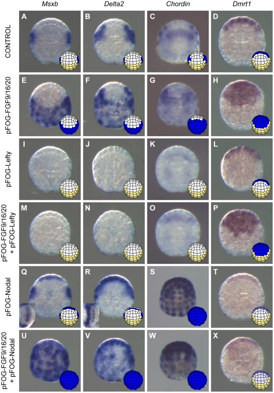 Nodal acts downstream of FGF to posteriorize induced neural tissue.