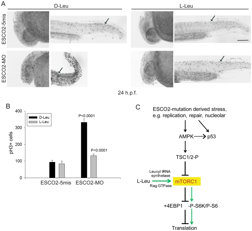 ESCO2 depletion in zebrafish is associated with an increase in phospho-H3 staining, and L-leucine partially rescues the increase.