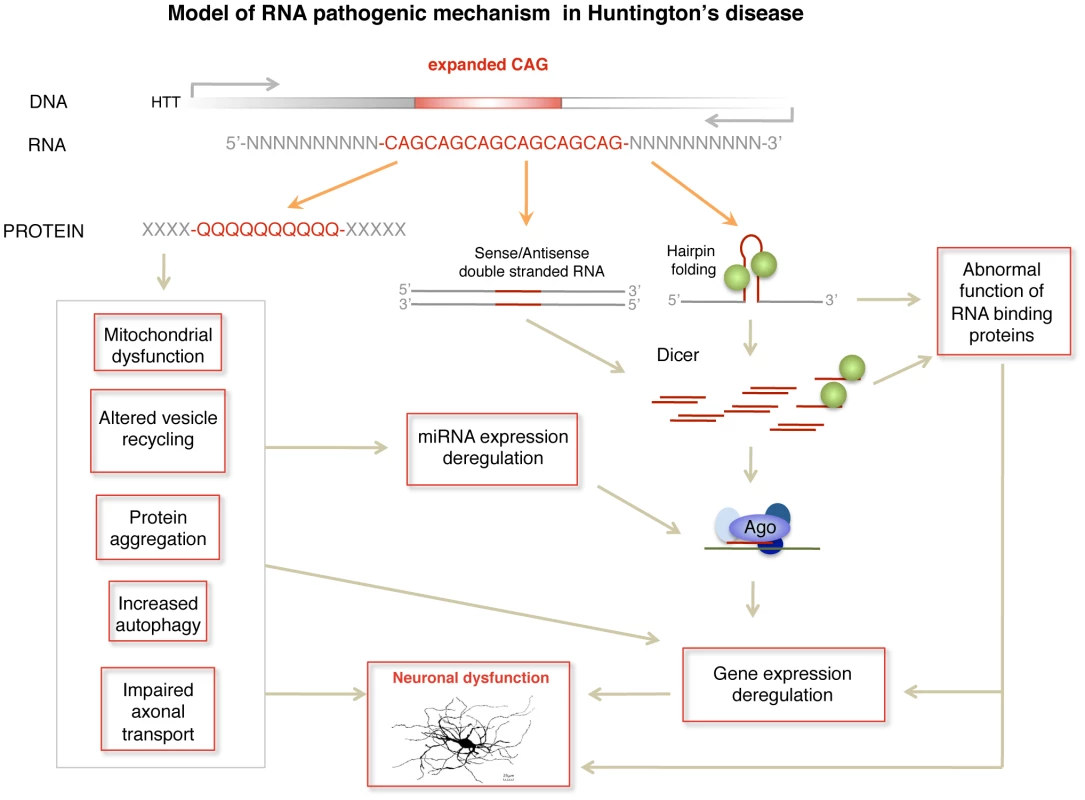 Model of RNA pathogenic mechanism in HD.