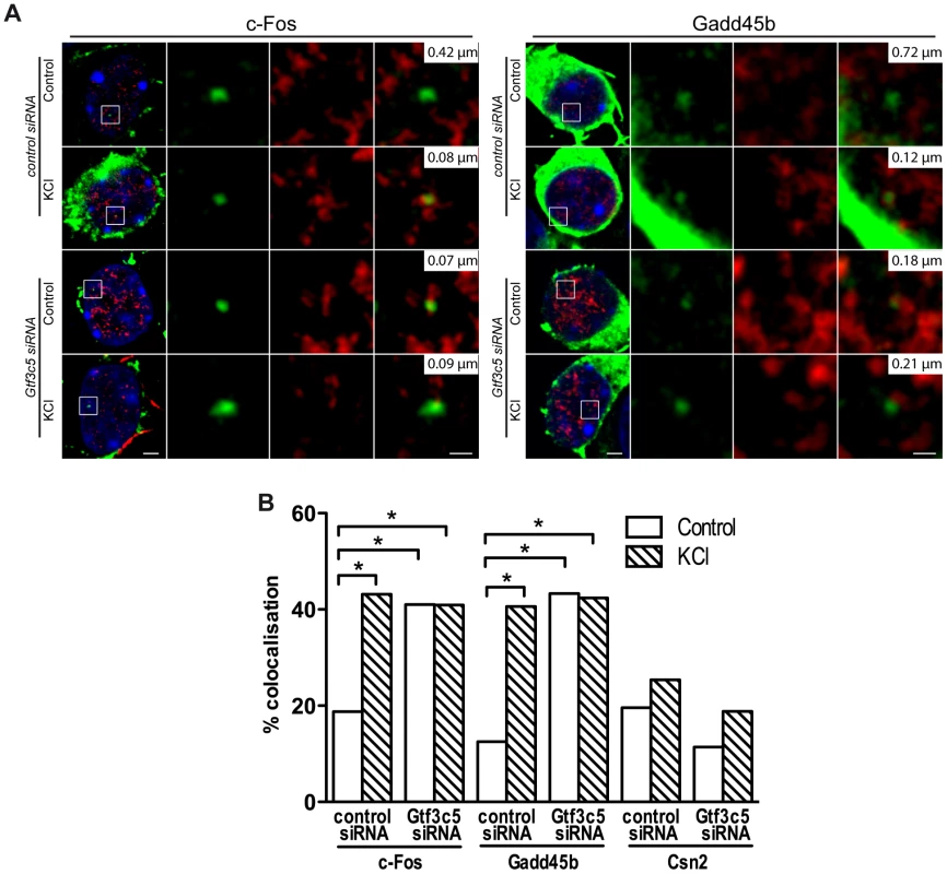 TFIIIC controls activity-dependent relocation of neuronal genes.