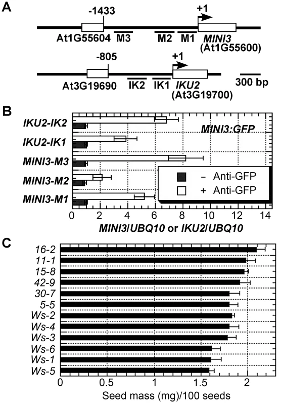 MINI3 ChIPs to the promoters of <i>MINI3</i> and <i>IKU2</i>.