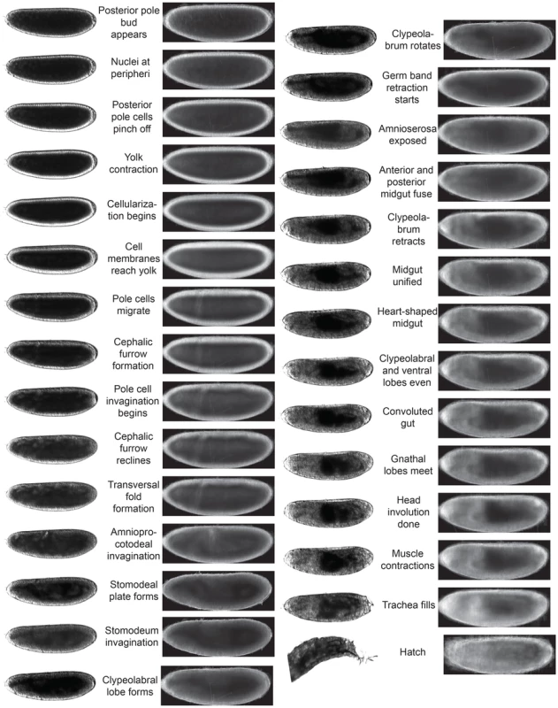Developmental landmarks used in study.