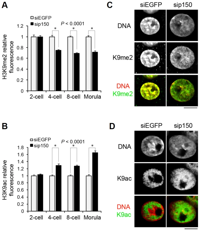 Distribution of H3 variants affects the pattern of histone modifications at late preimplantation stages.