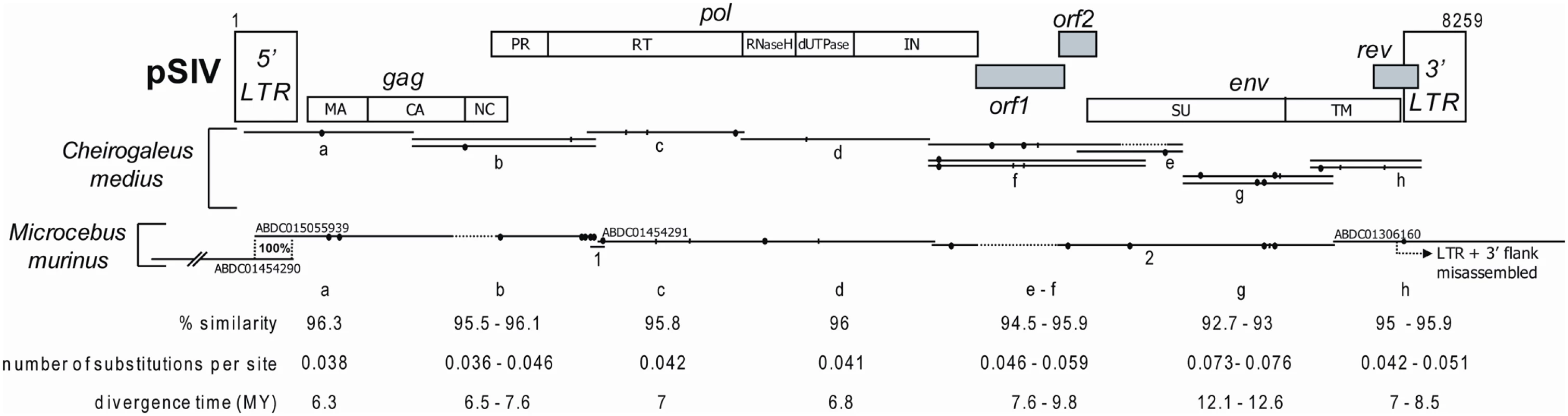 Map of the consensus pSIV reconstructed in this study based on one full-length copy of pSIVgml (<i>Microcebus murinus</i>) and between one and three copies of pSIVfdl (<i>Cheirogaleus medius</i>) (the alignment is provided in <em class="ref">Dataset S1</em>).