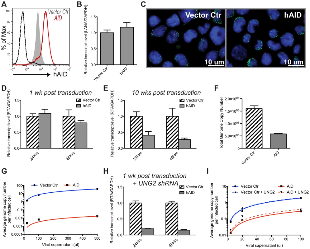 AID expression does not affect viral latency, but results in lytic reactivation and infectivity defects.