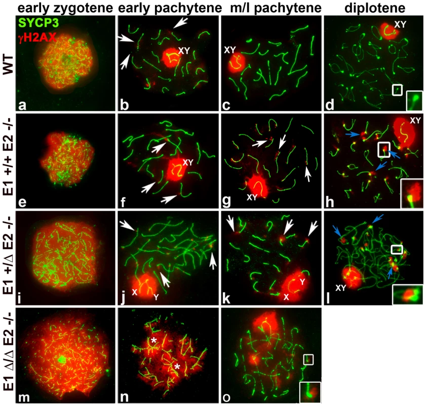 E2-deficient spermatocytes have unrepaired DSBs that are increased by depletion of E1.