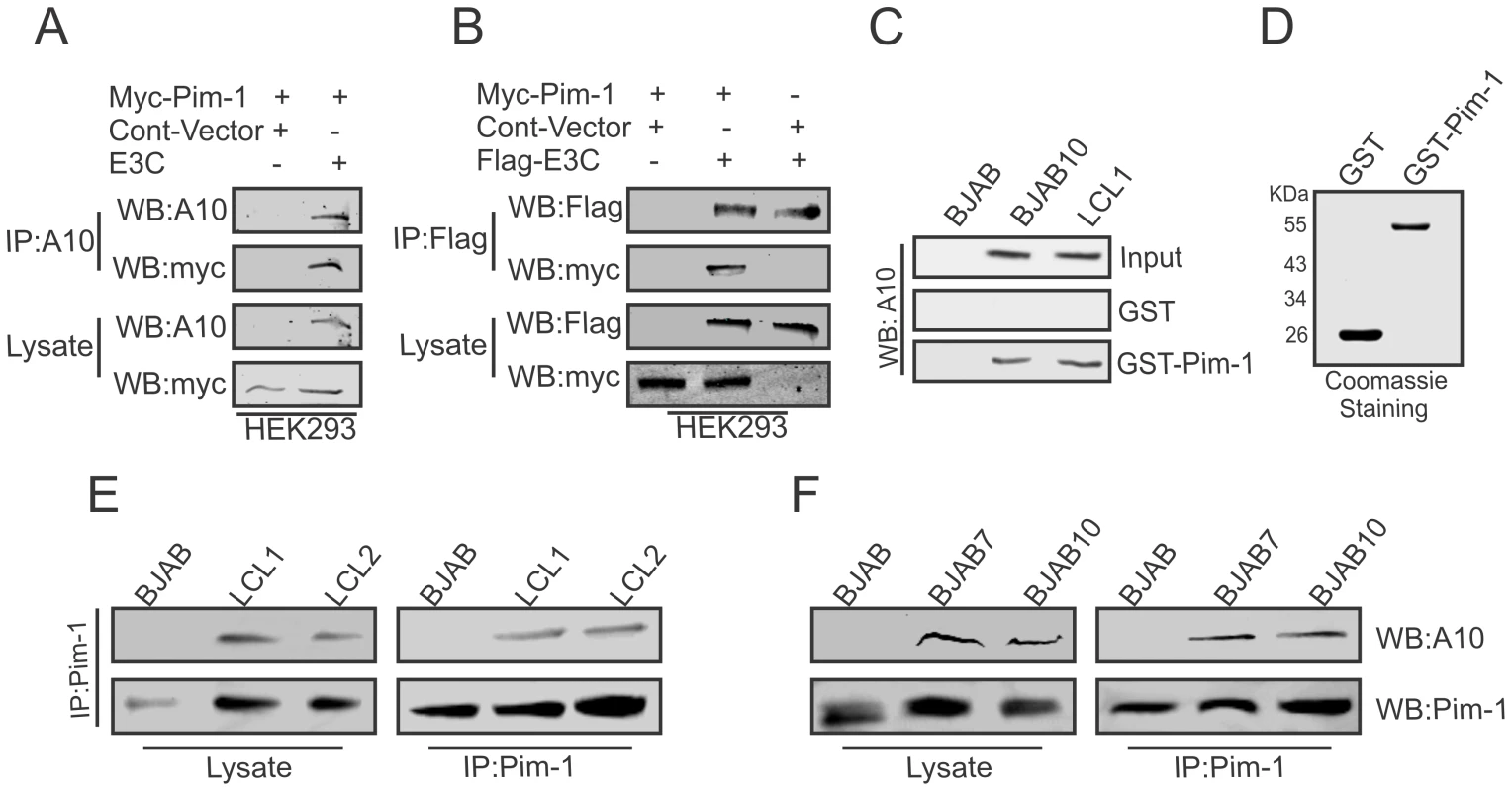 EBNA3C physically associates with Pim-1.